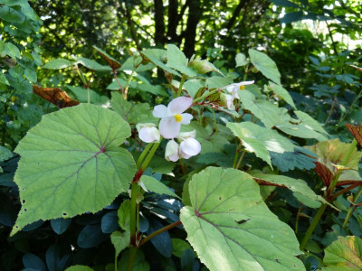 2017-08-03 Begonia grandis var. evansiana.jpg