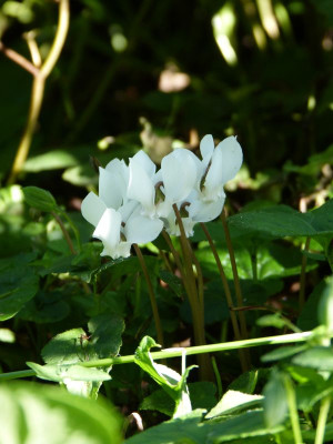 2017-08-03 Cyclamen hederifolium.jpg