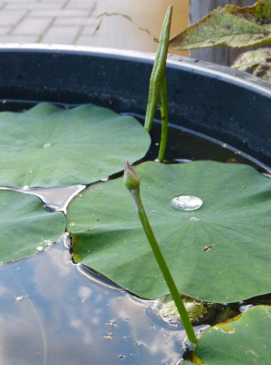 2017-08-03 Nelumbo 'Green Maiden'.jpg