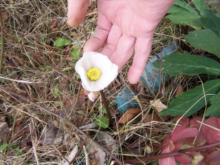 100_0457_Helleborus_niger_jard._1a_PP.jpg