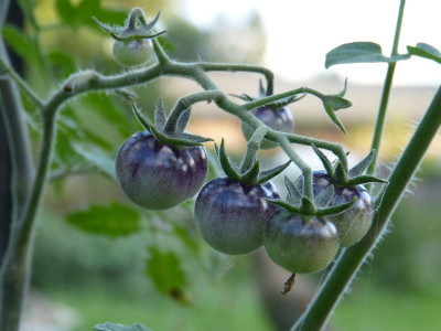2017-08-03 Tomaten 'Antho violett'.jpg