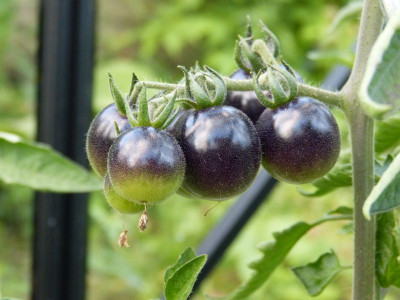 2017-08-03 Tomaten 'Dancing with Smurfs'.jpg