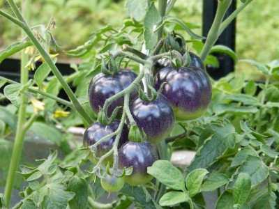 2017-08-03 Tomaten 'Indigo Rose'.jpg