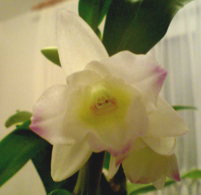 DendrobiumOben.jpg