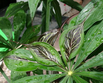 07120018_eArisaema_ciliatum_var_liubaense_marmoriertesBlatt.JPG