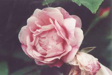 Empress_of_China_Kopie2.jpg