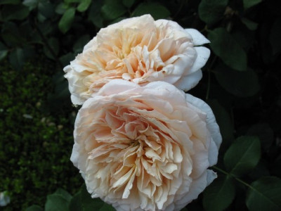 Rose_Schneider__003.jpg