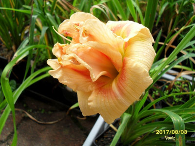Smlg SAL dicke Bommel apricot 2017_02.jpg