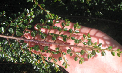Cotoneaster_horizont_Saxatilis.jpg