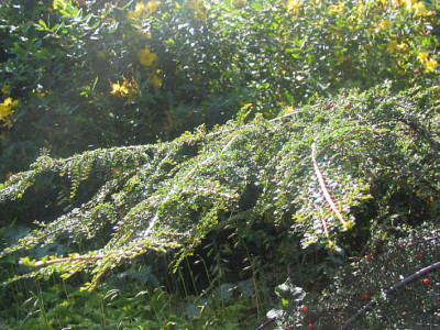 Cotoneaster_horizont_Saxatilis2.jpg