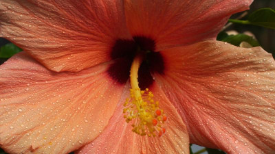 Hibiscus test.jpg