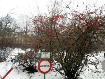 C70-_2006-01-06_cotoneaster_x_watereri_039.jpg