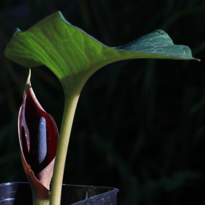 GidW - Arum pictum.jpg