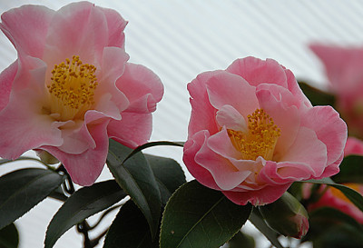 Tiptoe_2.jpg