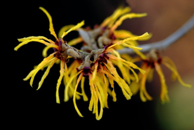 Hamamelis_Orange_Beauty_1_21-01-2007.jpg