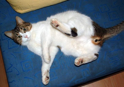minkes_bauch.jpg