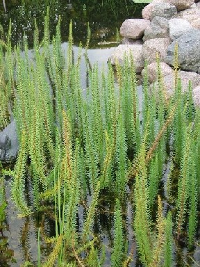 hippuris_vulgaris.JPG
