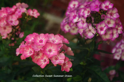 collection sweet summer ocean.jpg
