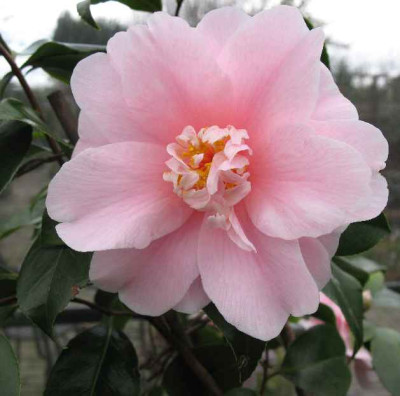 21.1.07._Camellia_Mary_Ph._Taylor_024.JPG