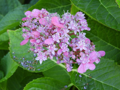 DSCN0487.JPG