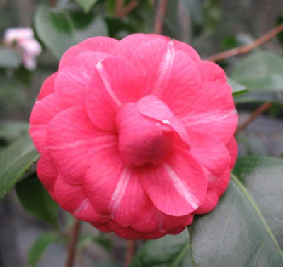 21.1.07._Camellia_Orandako__020.JPG