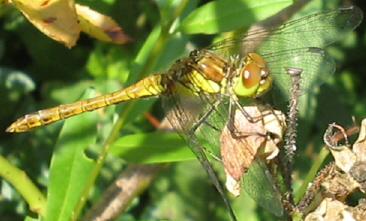Libelle1_1_1.jpg