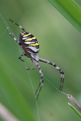 DSC_1803.jpg