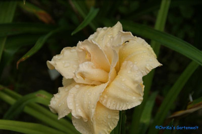 comp_DSC06758.jpg