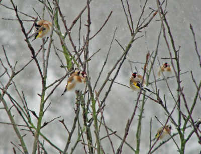 VOGEL_MI_2401_I.jpg