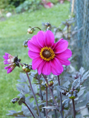 2017-08-06 Dahlie.jpg