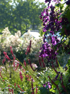 2017-08-06 Gartenimpressionen 1.jpg