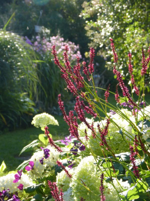 2017-08-06 Gartenimpressionen 2.jpg