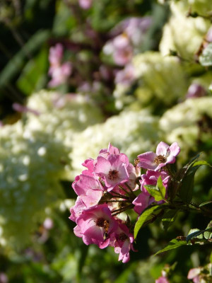 2017-08-06 Gartenimpressionen 3.jpg