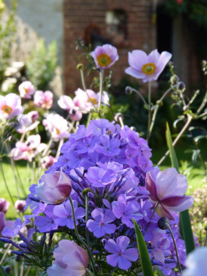 2017-08-06 Gartenimpressionen 4.jpg