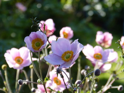 2017-08-06 Gartenimpressionen 5.jpg
