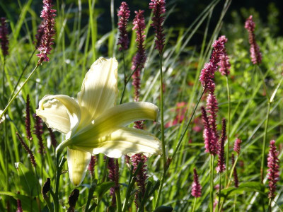2017-08-06 Gartenimpressionen 6.jpg