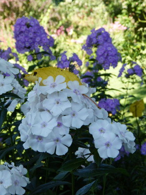 2017-08-06 Gartenimpressionen 7.jpg
