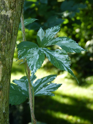 2017-08-06 Gartenimpressionen 8.jpg