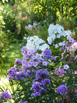 2017-08-06 Gartenimpressionen 9.jpg