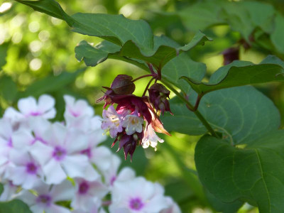 2017-08-06 Gartenimpressionen 10.jpg