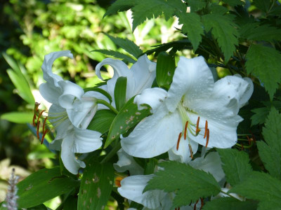 2017-08-06 Gartenimpressionen 11.jpg
