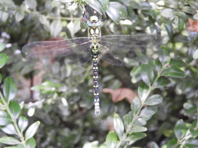 DSCN0497.JPG