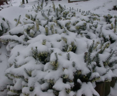 DSCN0950_Schneeheide_.jpg
