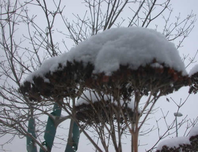 DSCN0975_Winterimpression_Fallschirm_.jpg