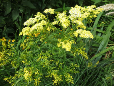Solidaster luteus_5907.jpg