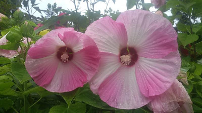 20170806_141241.jpg
