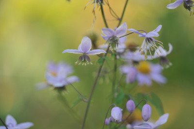 Thalictrum delavayi.jpg