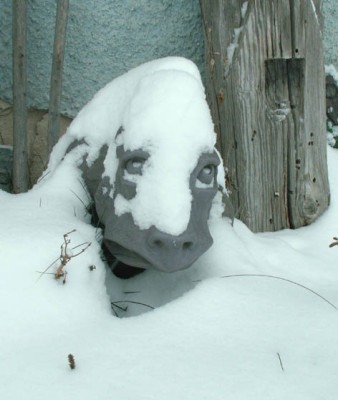 swampy_im_schnee.jpg