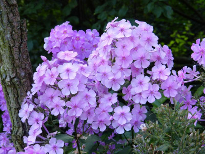 2017-08-06 Phlox Sämling Christine 1.jpg