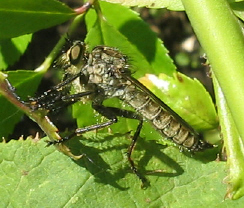 Raubfliege_oder_1_1.jpg